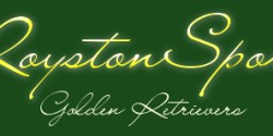 Royston Sport Golden Retrievers